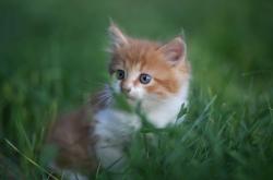 爱游戏入口-意甲焦点战？塞内加尔强势拿下马德里竞技的战术启示