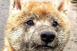 爱游戏体育官网-奥利维耶的爆发与雷恩的节奏艺术，多特蒙德在战术交响曲中的迷失