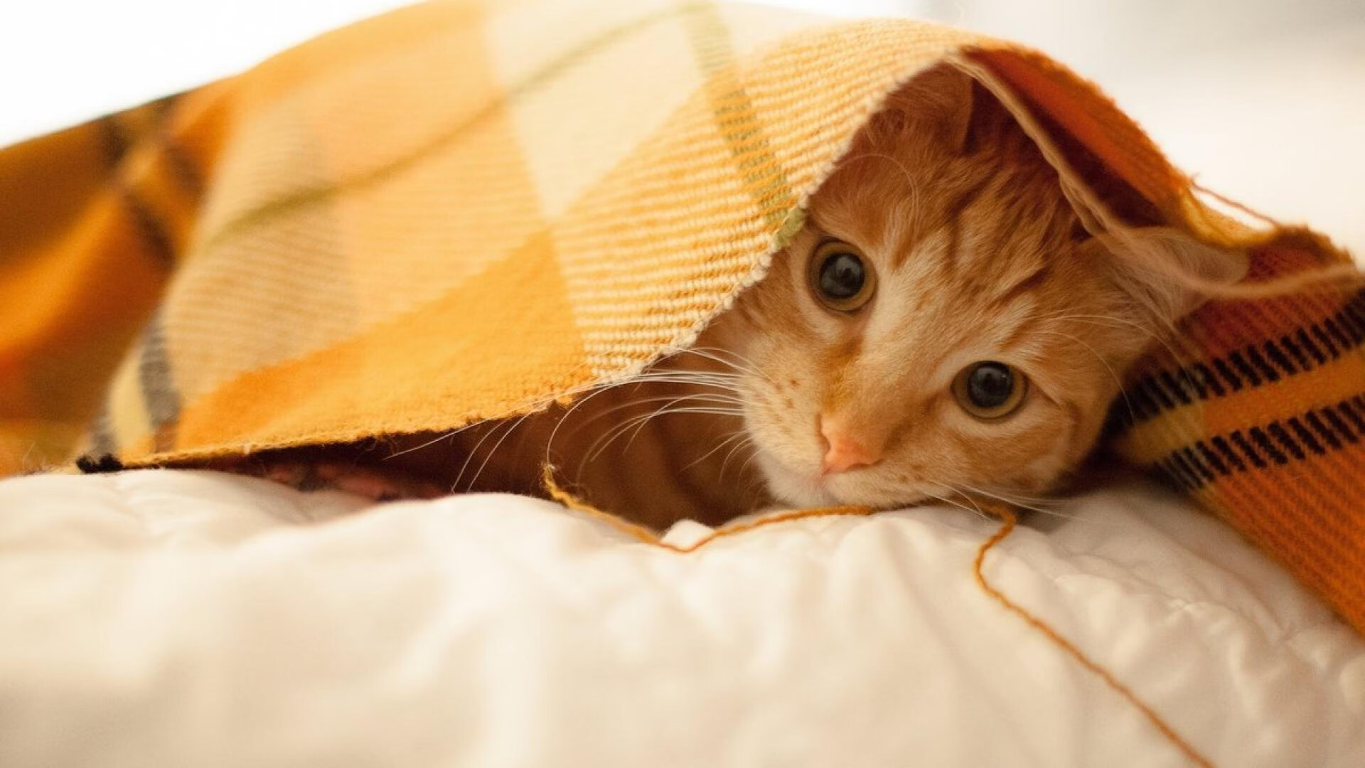 欧陆烽火，皇家社会淘汰赛力克荷兰劲旅，马丁内利意甲焦点战展露锋芒