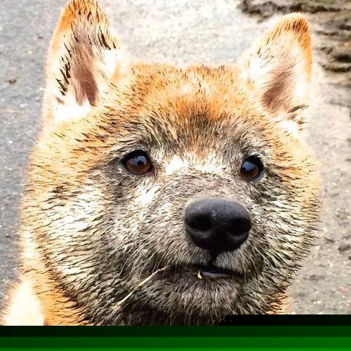 奥利维耶的爆发与雷恩的节奏艺术,多特蒙德在战术交响曲中的迷失